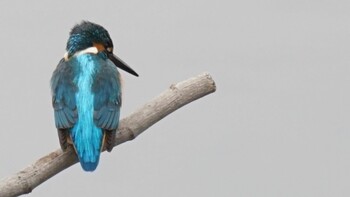 2022年1月10日(月) 埼玉県さいたま市の野鳥観察記録