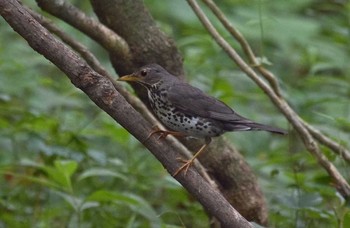 Japanese Thrush Unknown Spots Sun, 7/16/2017