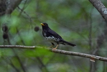 Japanese Thrush Unknown Spots Sun, 7/16/2017