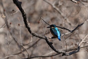 2022年1月9日(日) 水元公園の野鳥観察記録