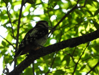 Great Spotted Woodpecker(japonicus) 緑東大橋左岸 Sat, 7/15/2017