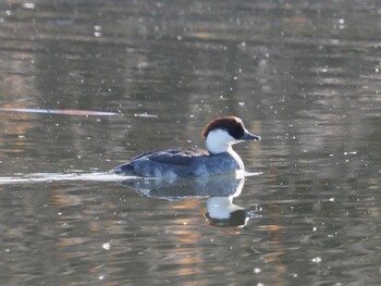 Smew Shin-yokohama Park Sun, 1/9/2022