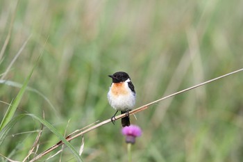 2017年7月16日(日) 霧ヶ峰高原の野鳥観察記録