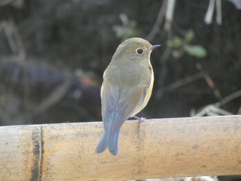 2022年1月9日(日) こども自然公園 (大池公園/横浜市)の野鳥観察記録