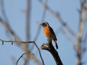 2022年1月10日(月) 千里南公園の野鳥観察記録