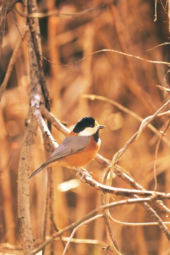 2022年1月9日(日) 北本自然観察公園の野鳥観察記録