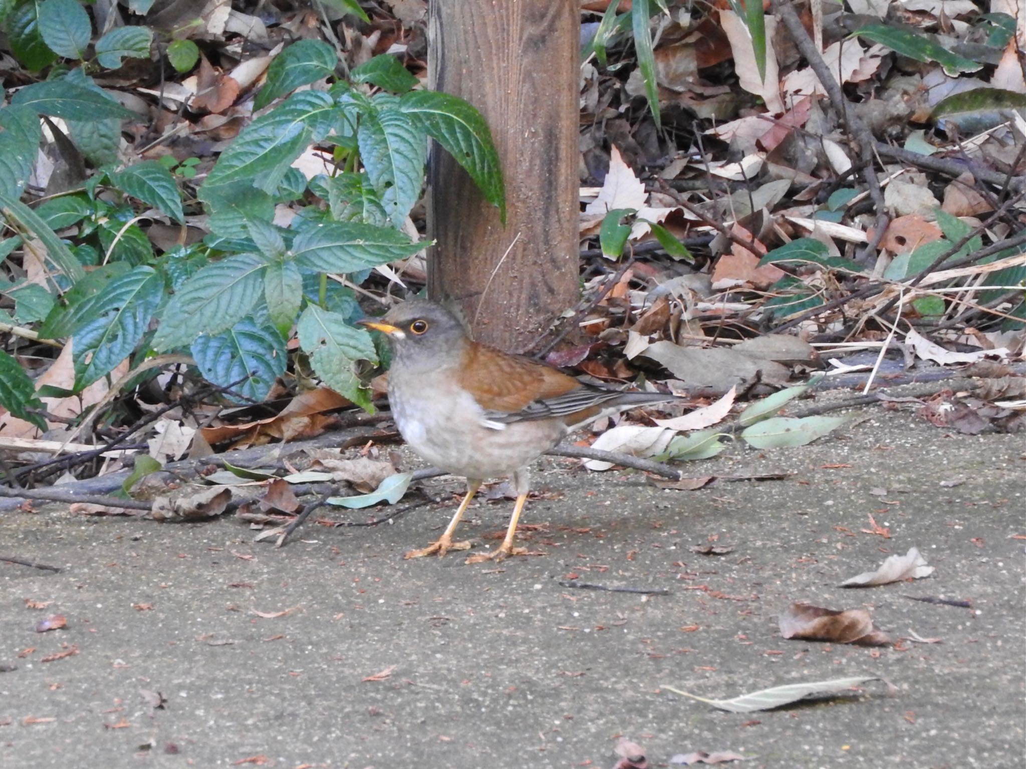 Photo of Pale Thrush at Higashitakane Forest park by まさ