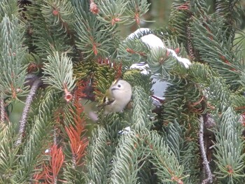 2022年1月10日(月) 真駒内公園の野鳥観察記録