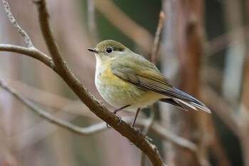 ルリビタキ 薬師池公園 2022年1月10日(月)