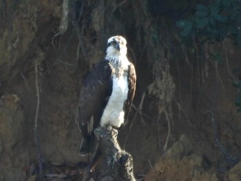 2022年1月8日(土) 広島県の野鳥観察記録