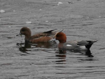 Eurasian Wigeon 鶴見川(鴨居駅付近) Mon, 1/10/2022