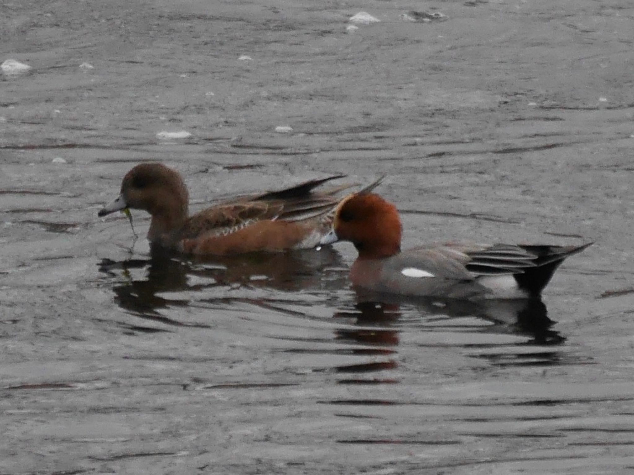 Photo of Eurasian Wigeon at 鶴見川(鴨居駅付近) by アポちん