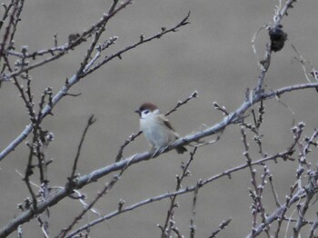 Eurasian Tree Sparrow 鶴見川(鴨居駅付近) Mon, 1/10/2022