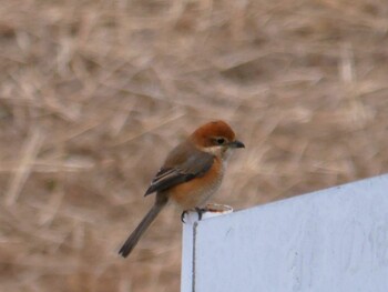 Bull-headed Shrike 鶴見川(鴨居駅付近) Mon, 1/10/2022