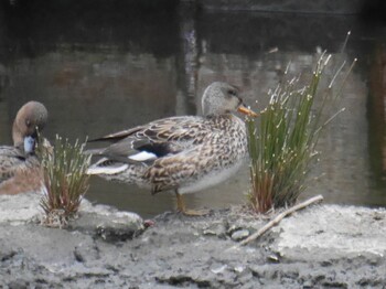 Mallard 鶴見川(鴨居駅付近) Mon, 1/10/2022