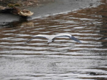 Grey Heron 鶴見川(鴨居駅付近) Mon, 1/10/2022