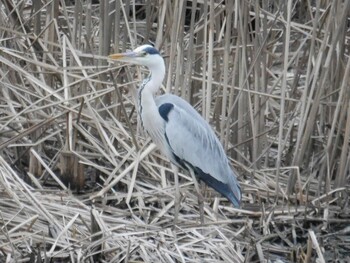 Grey Heron 鶴見川(鴨居駅付近) Mon, 1/10/2022