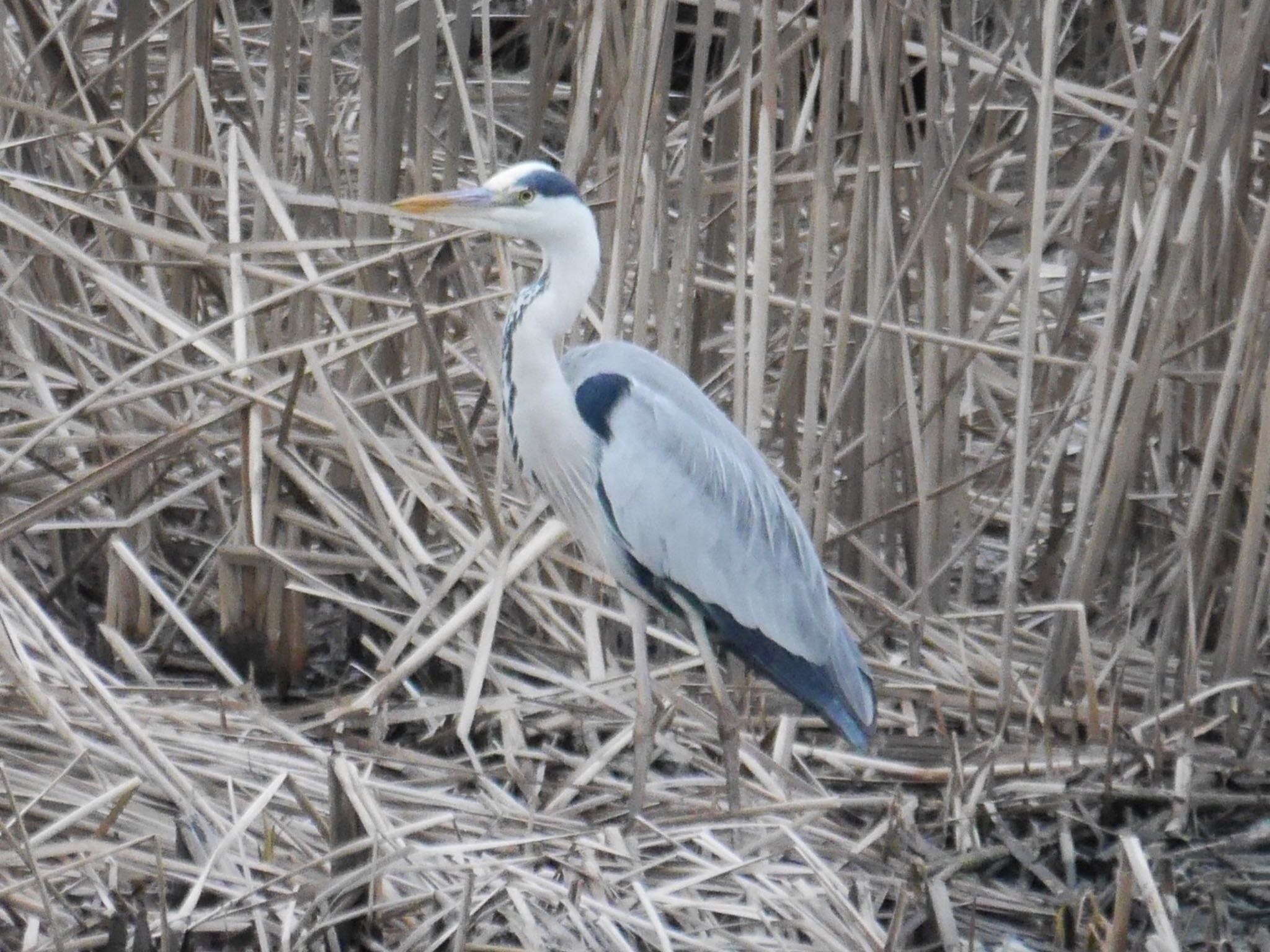 Photo of Grey Heron at 鶴見川(鴨居駅付近) by アポちん