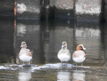 Eurasian Wigeon 鶴見川(鴨居駅付近) Mon, 1/10/2022