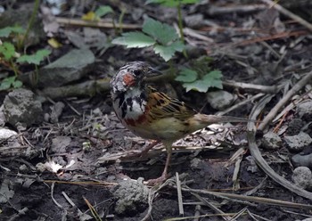 Chestnut-eared Bunting Unknown Spots Sun, 7/16/2017