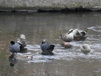 Eastern Spot-billed Duck 鶴見川(鴨居駅付近) Mon, 1/10/2022