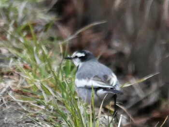 White Wagtail 鶴見川(鴨居駅付近) Mon, 1/10/2022