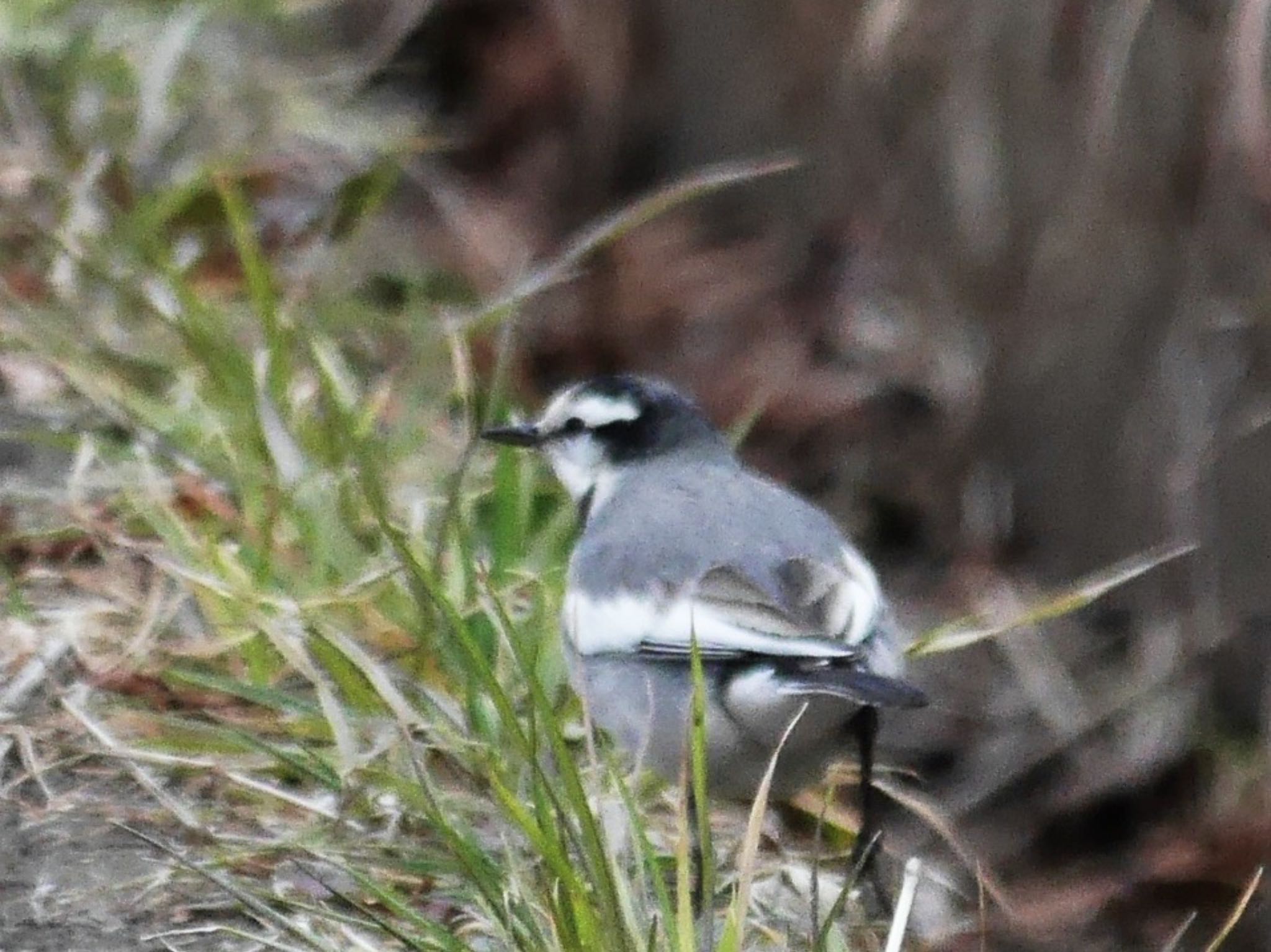 Photo of White Wagtail at 鶴見川(鴨居駅付近) by アポちん