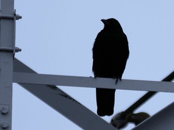 Carrion Crow 鶴見川(鴨居駅付近) Mon, 1/10/2022