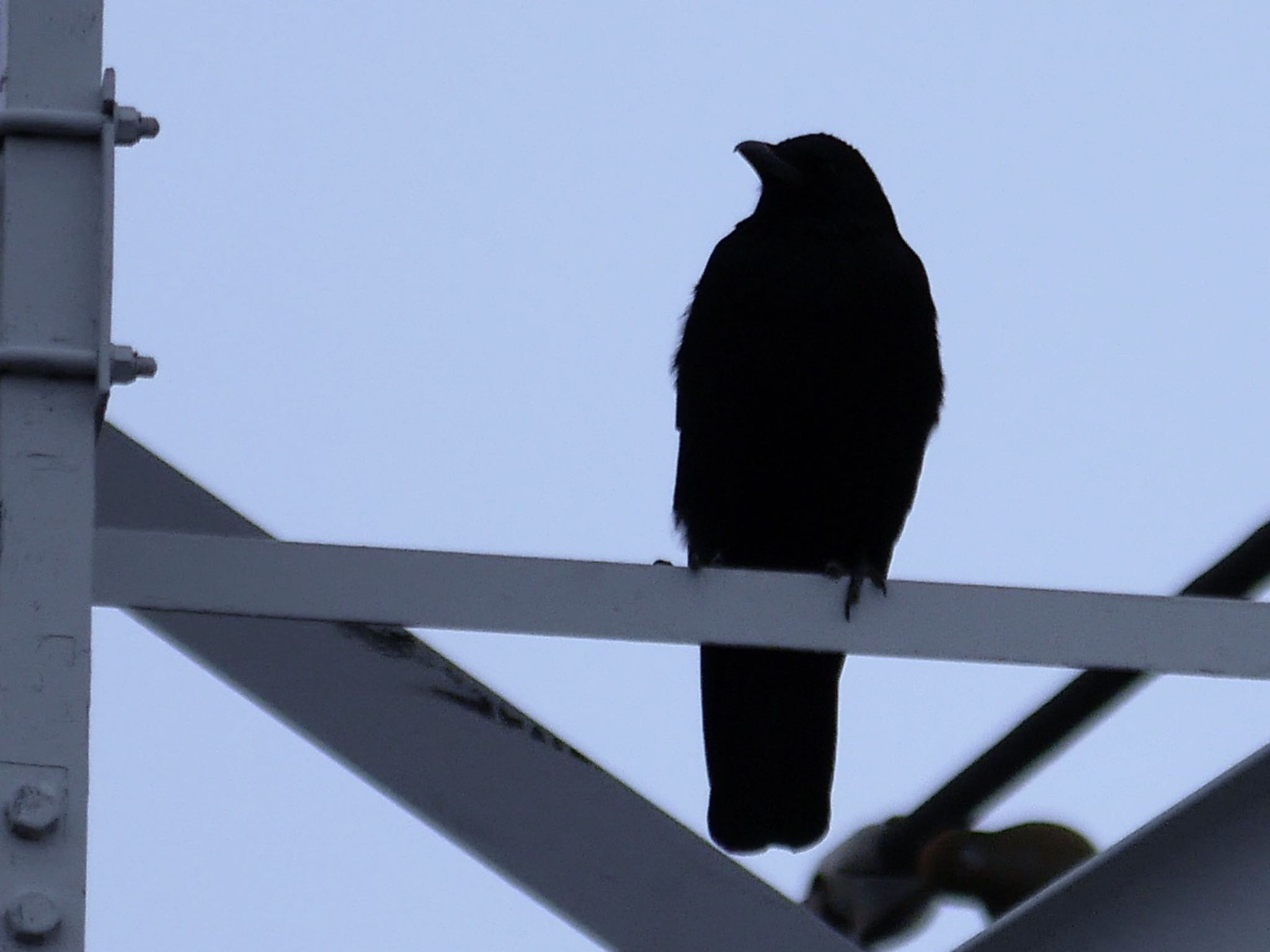 Photo of Carrion Crow at 鶴見川(鴨居駅付近) by アポちん