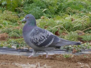 Rock Dove 鶴見川(鴨居駅付近) Mon, 1/10/2022