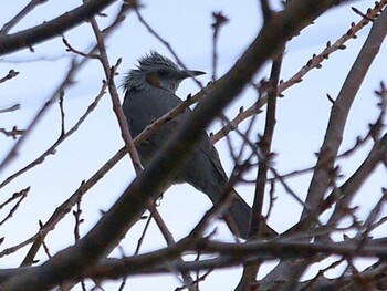 White-cheeked Starling 鶴見川(鴨居駅付近) Mon, 1/10/2022