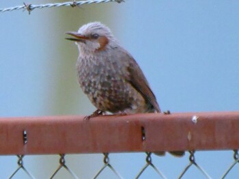 Brown-eared Bulbul 鶴見川(鴨居駅付近) Mon, 1/10/2022