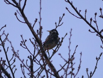 White-cheeked Starling 鶴見川(鴨居駅付近) Mon, 1/10/2022