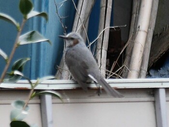 Brown-eared Bulbul 鶴見川(鴨居駅付近) Mon, 1/10/2022