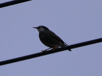 White-cheeked Starling 鶴見川(鴨居駅付近) Mon, 1/10/2022