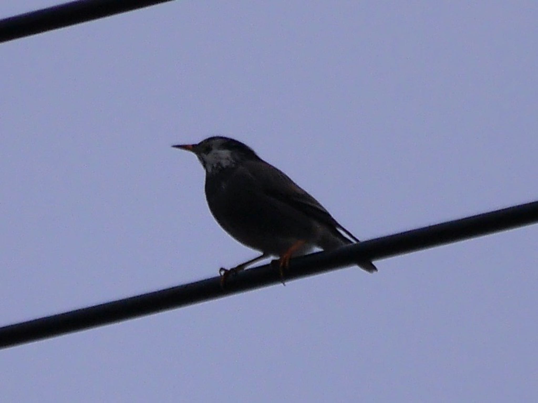 Photo of White-cheeked Starling at 鶴見川(鴨居駅付近) by アポちん