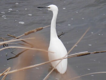 Little Egret 鶴見川(鴨居駅付近) Mon, 1/10/2022