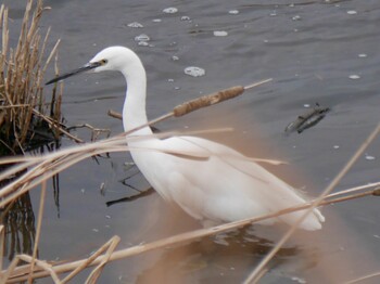 Little Egret 鶴見川(鴨居駅付近) Mon, 1/10/2022