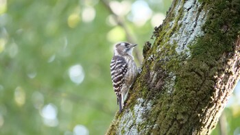 Japanese Pygmy Woodpecker Osaka castle park Mon, 1/10/2022