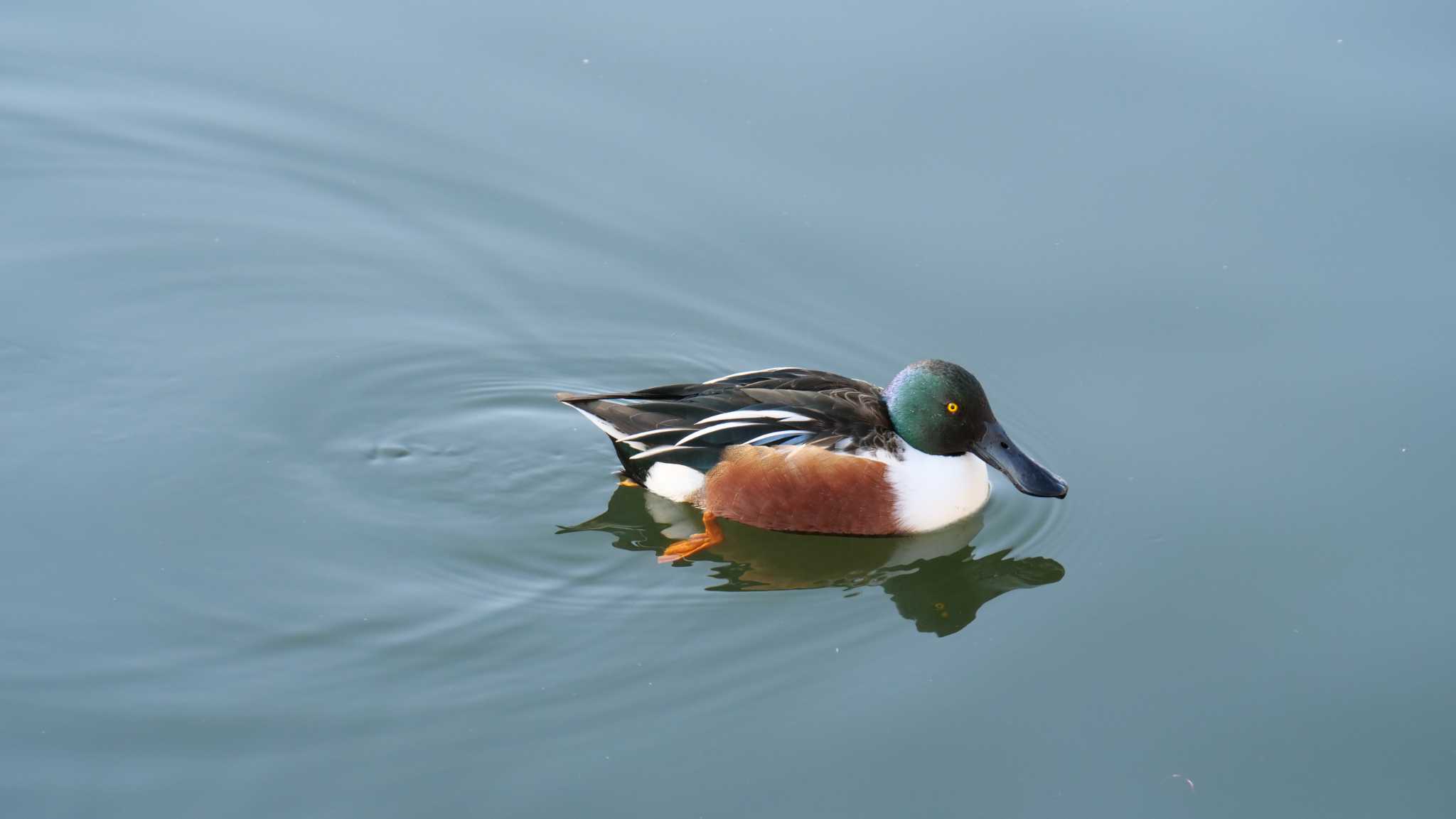 Photo of Northern Shoveler at Osaka castle park by コゲラ