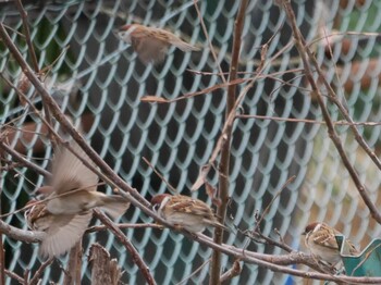 Eurasian Tree Sparrow 鶴見川(鴨居駅付近) Mon, 1/10/2022