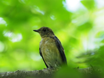 Blue-and-white Flycatcher 富士五湖付近 Tue, 7/18/2017