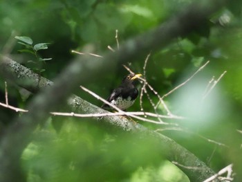 Japanese Thrush 富士五湖付近 Tue, 7/18/2017