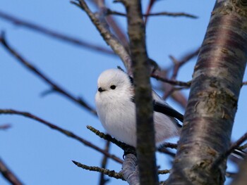 Long-tailed tit(japonicus) 勇払原野 Tue, 1/4/2022