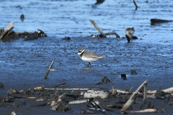 Common Ringed Plover 霞ヶ浦 Tue, 1/4/2022