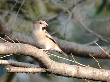 Hawfinch さいたま市 Mon, 1/10/2022