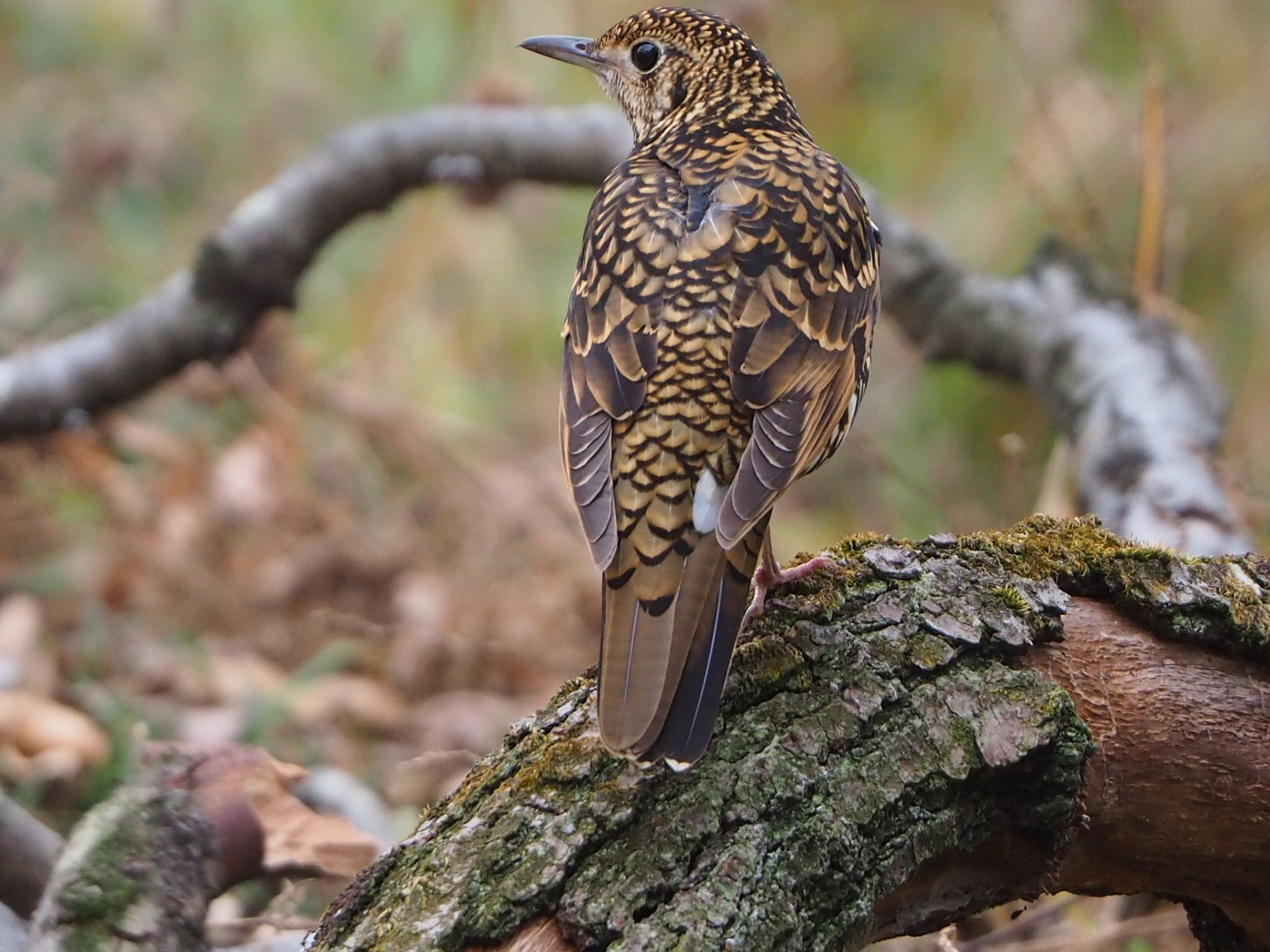 White's Thrush