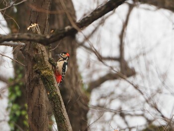 Great Spotted Woodpecker さいたま市 Mon, 1/10/2022