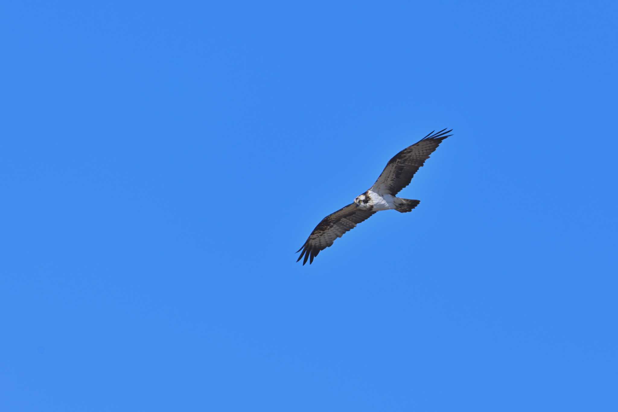 浮島 ミサゴの写真 by birds@hide3