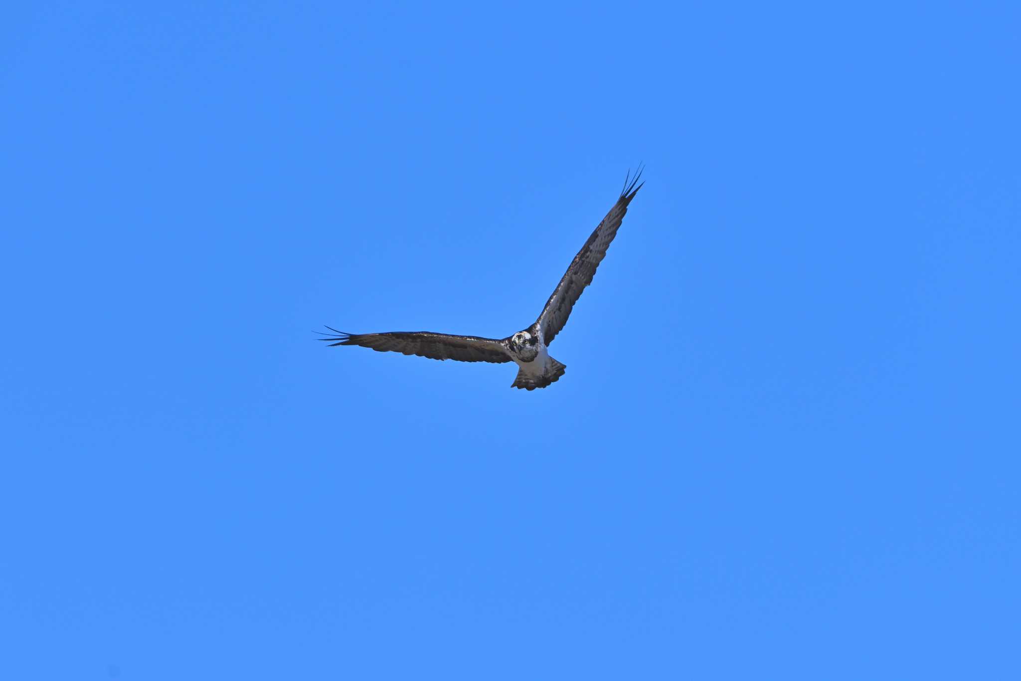 浮島 ミサゴの写真 by birds@hide3